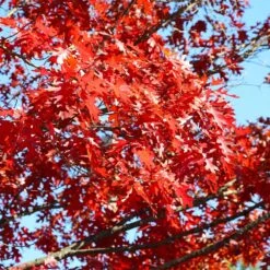 Shumard Oak Tree 7 Shumard Oak Tree -Evergreen Store Shumard Oak 3