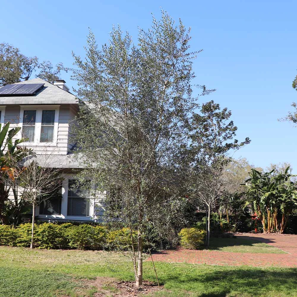 Sikitita Olive Tree 2 Sikitita Olive Tree - Image 2