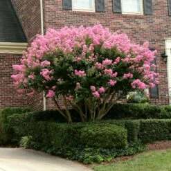 Sioux Crape Myrtle 9 Sioux Crape Myrtle -Evergreen Store Sioux Crape myrtle 2