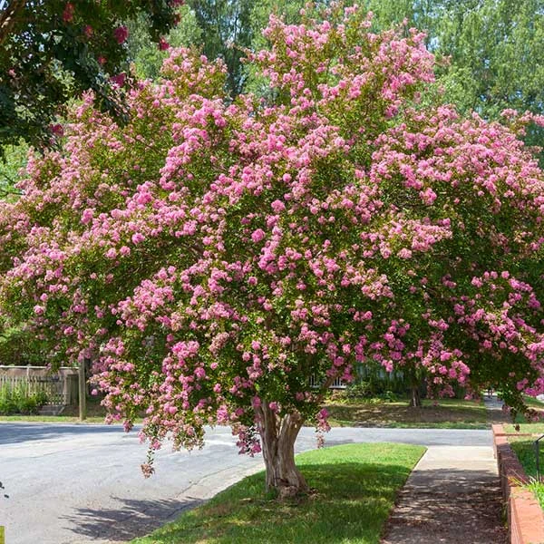 Sioux Crape Myrtle 1 Sioux Crape Myrtle