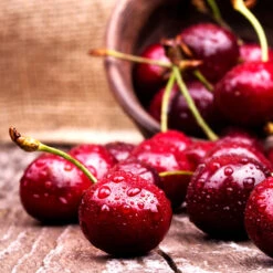 Skeena Cherry Tree -Evergreen Store Skeena Cherry 4 FGT