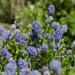 Skylark California Lilac 5 Skylark California Lilac -Evergreen Store Skylark California Lilac 3 FGT