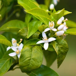 Smith Red Orange -Evergreen Store Smith Red Orange 7