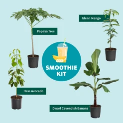 Smoothie Kit -Evergreen Store SmoothieKitGraphic