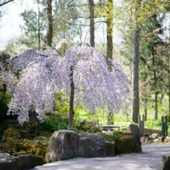 Snow Fountains® Weeping Cherry Tree -Evergreen Store Snow Fountains Weeping Cherry 8