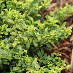 Soft Touch Holly Shrub 5 Soft Touch Holly Shrub -Evergreen Store Soft Touch Holly 4