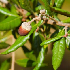 Live Oak Tree -Evergreen Store Southern Live Oak FGT 1