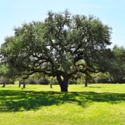 Live Oak Tree -Evergreen Store Southern Live Oak FGT 3