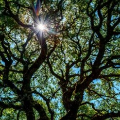 Live Oak Tree -Evergreen Store Southern Live Oak FGT 4