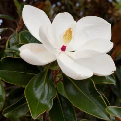 Southern Magnolia -Evergreen Store Southern Magnolia 8 FGT