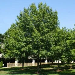 Southern Red Oak Tree 6 Southern Red Oak Tree -Evergreen Store Southern Red Oak 2