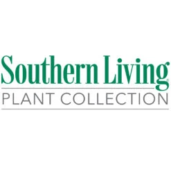 Obsession™ Nandina Shrub -Evergreen Store Southn Living 1000x1000 9c033be2 455d 445a a895 d23c57353a2b