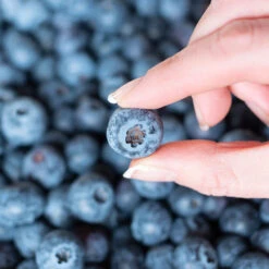 Spartan Blueberry Bush -Evergreen Store Spartan Blueberry 5 FGT