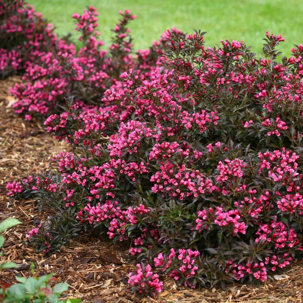 Spilled Wine® Weigela Shrub 2 Spilled Wine® Weigela Shrub - Image 2