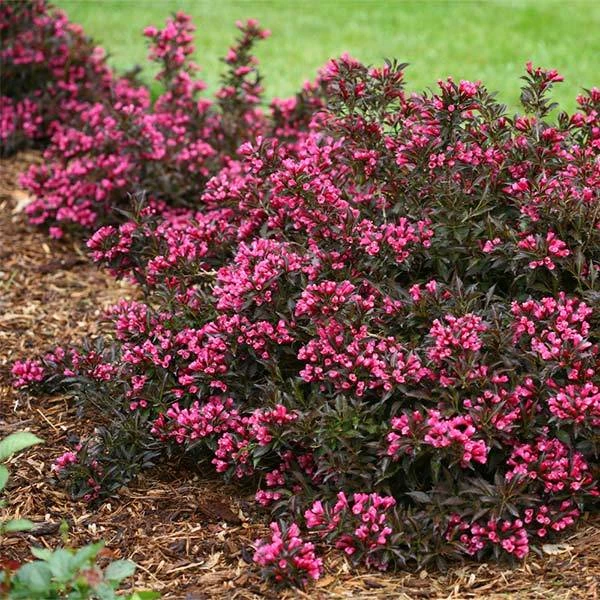 Spilled Wine® Weigela Shrub 1 Spilled Wine® Weigela Shrub