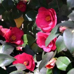 Spring's Promise Camellia Shrub -Evergreen Store Springs Promise Camellia 4
