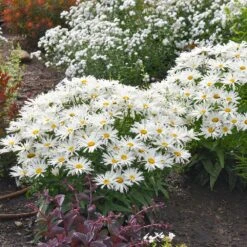 Amazing Daisies® ‘Spun Silk’ Shasta Daisy -Evergreen Store Spun Silk Bananas 2
