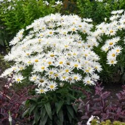 Amazing Daisies® ‘Spun Silk’ Shasta Daisy -Evergreen Store Spun Silk Bananas 3
