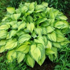Stained Glass Hosta Plant 8 Stained Glass Hosta Plant -Evergreen Store Stained Glass Hosta 1