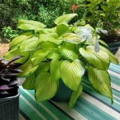 Stained Glass Hosta Plant 9 Stained Glass Hosta Plant -Evergreen Store Stained Glass Hosta 3