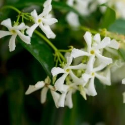 Star Jasmine -Evergreen Store Star Jasmine 3