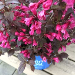 Stunner® Weigela -Evergreen Store Stunner weigela 1