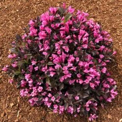 StunnerĀ® Weigela