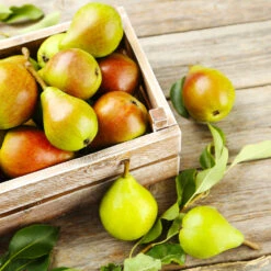 Summercrisp Pear Tree 6 Summercrisp Pear Tree -Evergreen Store Summercrisp Pear 3 FGT