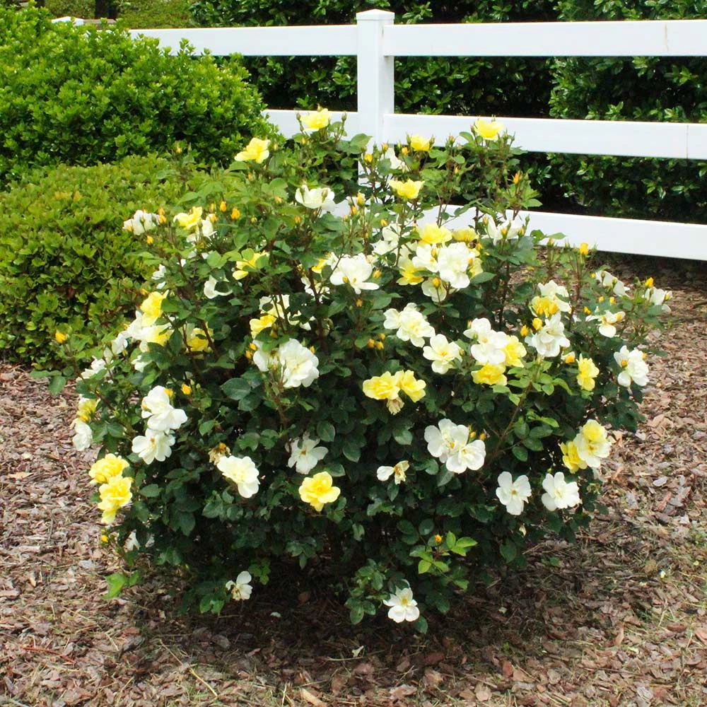 Sunny Knock Out® Rose 6 Sunny Knock Out® Rose - Image 6