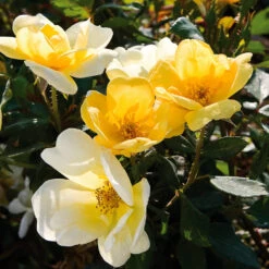 Sunny Knock Out® Rose 8 Sunny Knock Out® Rose -Evergreen Store Sunny knockout rose Shrub 3 FGT