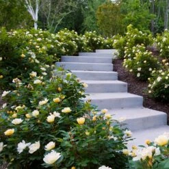 Sunny Knock Out® Rose 9 Sunny Knock Out® Rose -Evergreen Store Sunny knockout rose Shrub 7 FGT