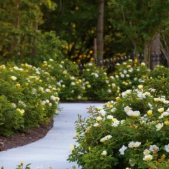 Sunny Knock Out® Rose 10 Sunny Knock Out® Rose -Evergreen Store Sunny knockout rose Shrub 8 FGT