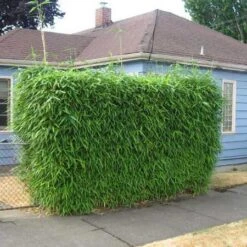 Sunset Glow Bamboo 5 Sunset Glow Bamboo -Evergreen Store Sunset Glow Bamboo 2 450w