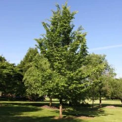 Emerald Sunshine® Elm Tree 7 Emerald Sunshine® Elm Tree -Evergreen Store Sunshine Elm 2