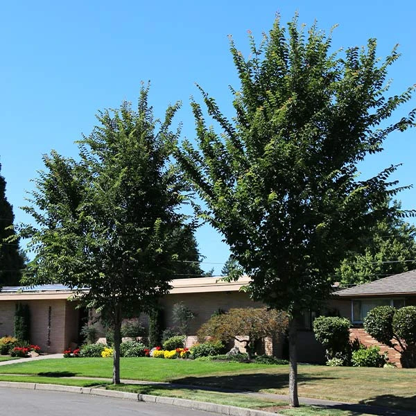 Emerald Sunshine® Elm Tree 1 Emerald Sunshine® Elm Tree