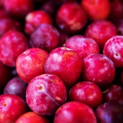 Superior Plum Tree 8 Superior Plum Tree -Evergreen Store Superior Plum 3