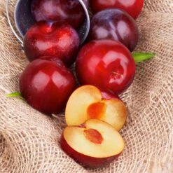 Superior Plum Tree 11 Superior Plum Tree -Evergreen Store Superior Plum 4