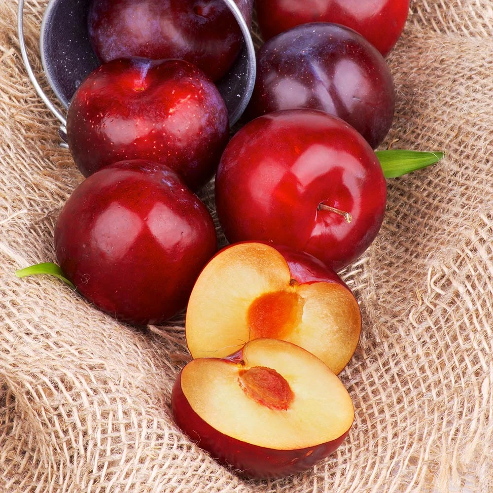 Superior Plum Tree 6 Superior Plum Tree - Image 6