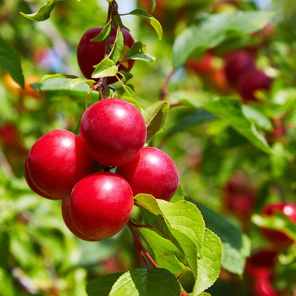 Superior Plum Tree 1 Superior Plum Tree