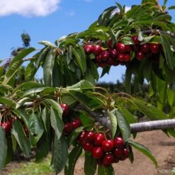 4-in-1 Cherry Surprise Tree -Evergreen Store Surprise Cherry FGT 2 b4c5cf71 2def 4f61 ba62 510df2fbc6a1