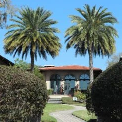 Sylvester Palm -Evergreen Store Sylvester Palm 2 FGT