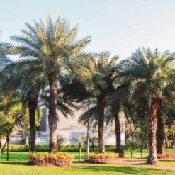 Sylvester Palm -Evergreen Store Sylvester Palm 6 FGT