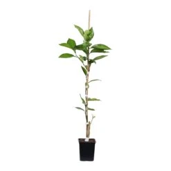 Tangelo Tree -Evergreen Store TAN TRE 12 1QT