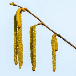 Theta Filbert Hazelnut 9 Theta Filbert Hazelnut -Evergreen Store THeta FIlbert Hazelnut 3