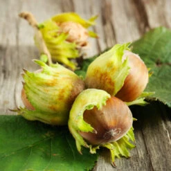 Theta Filbert Hazelnut 8 Theta Filbert Hazelnut -Evergreen Store THeta FIlbert Hazelnut 6 FGT