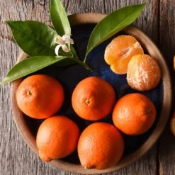 Tangelo Tree -Evergreen Store Tangelo 1 FGT