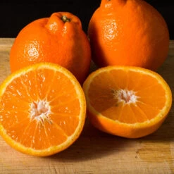 Tangelo Tree -Evergreen Store Tangelo 3 FGT
