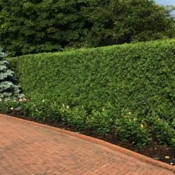 'Techny' Cold Hardy Thuja Tree -Evergreen Store Techny Thuja 2