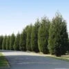 'Techny' Cold Hardy Thuja Tree
