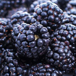 Thornless Blackberry -Evergreen Store Thornless Blackberry 1